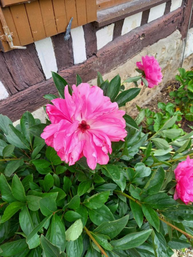 La Maison Aux Pivoines Theuville-aux-Maillots Buitenkant foto